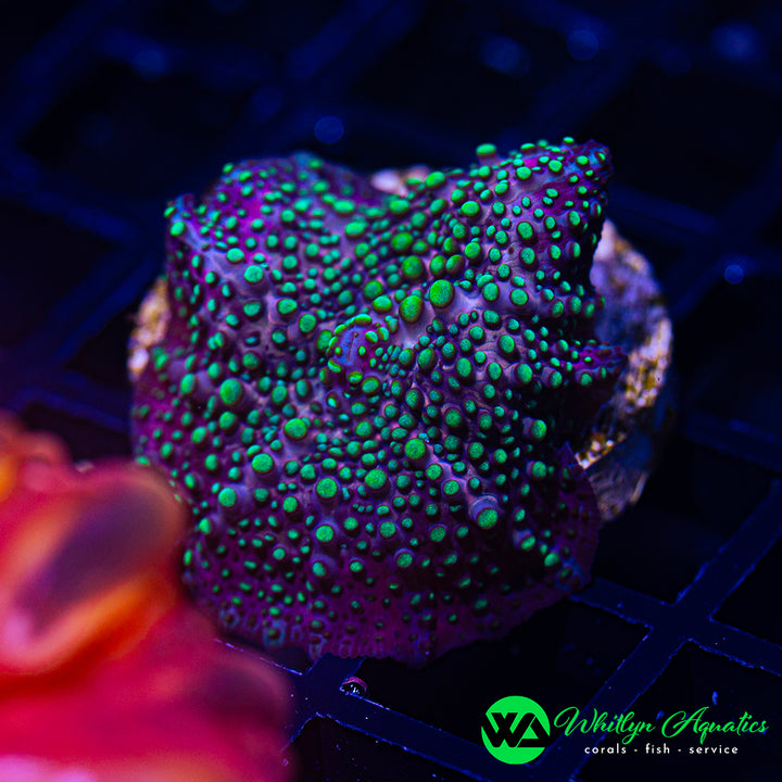 WA UFO Invasion Mushroom