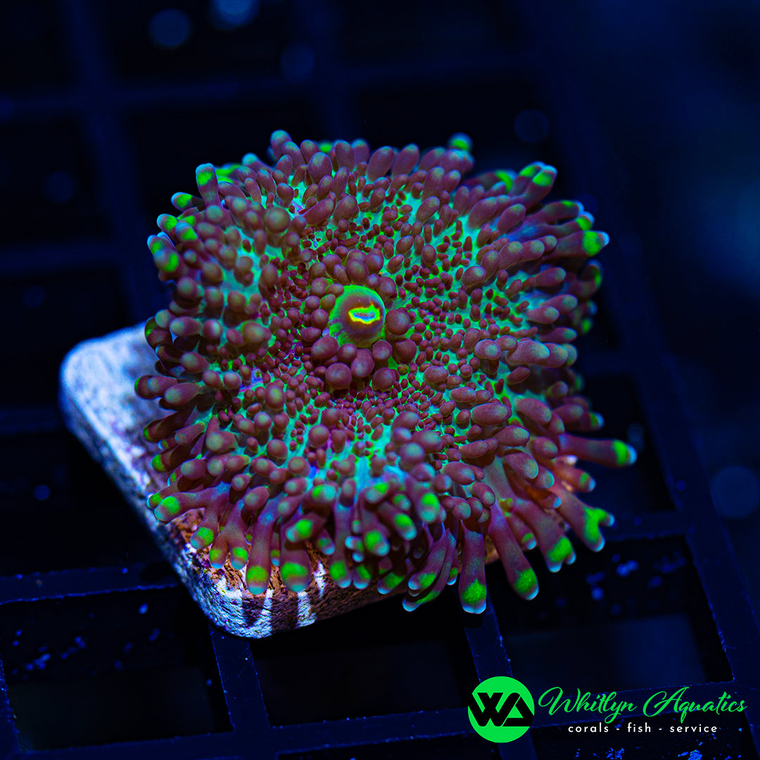D23 - WA Medusa's Curse Ricordea - WYSIWYG