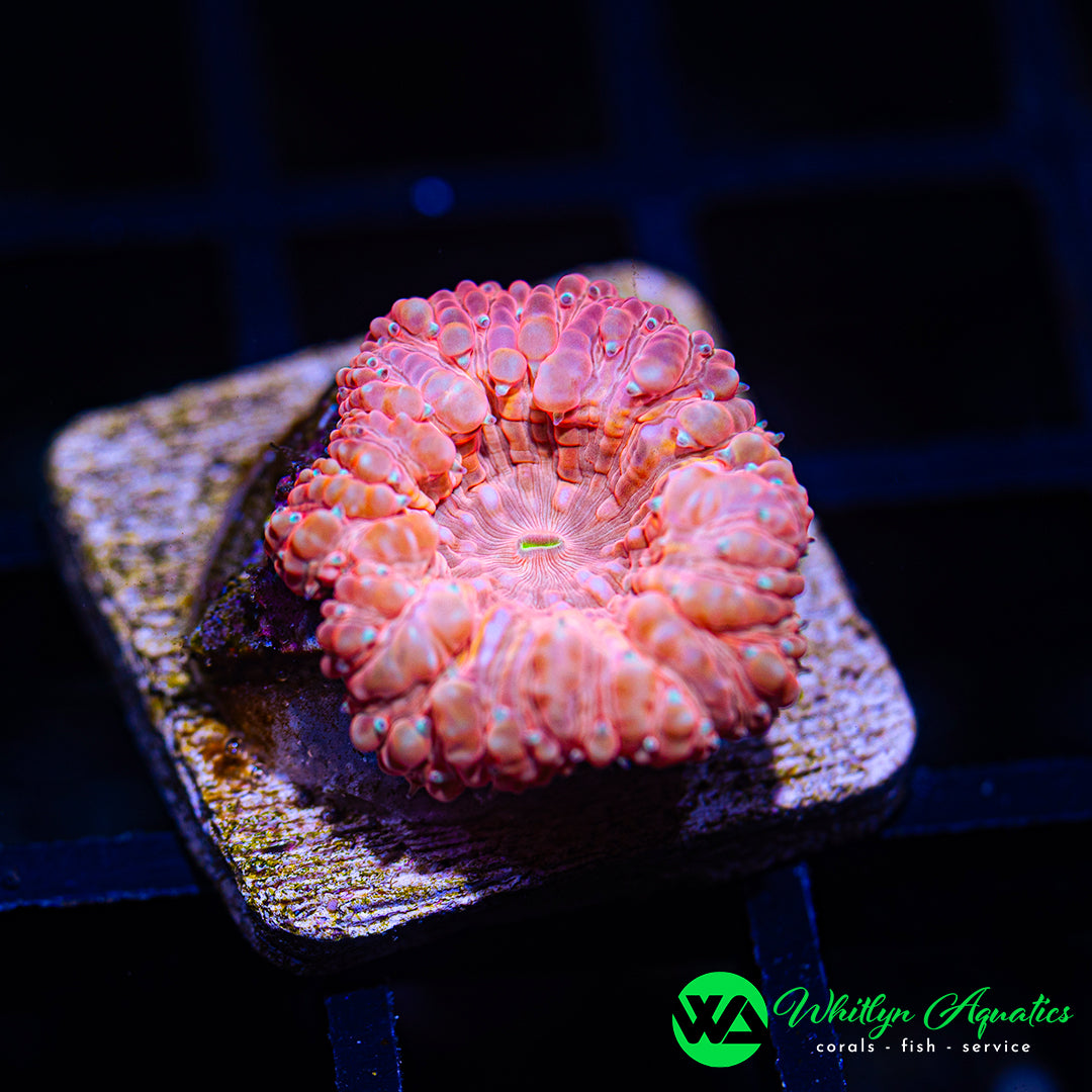 D23 - WA Dreamsicle Blasto - WYSIWYG