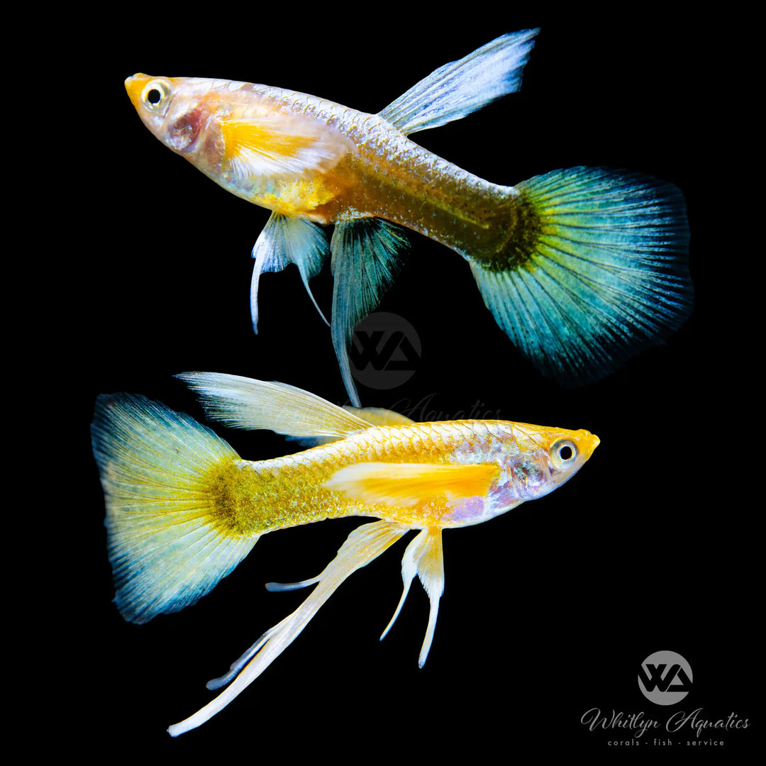 24K Gold Ribbon Guppy Pair (1M1F)