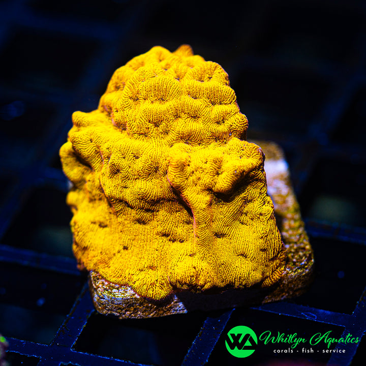 24K Gold Leptoseris