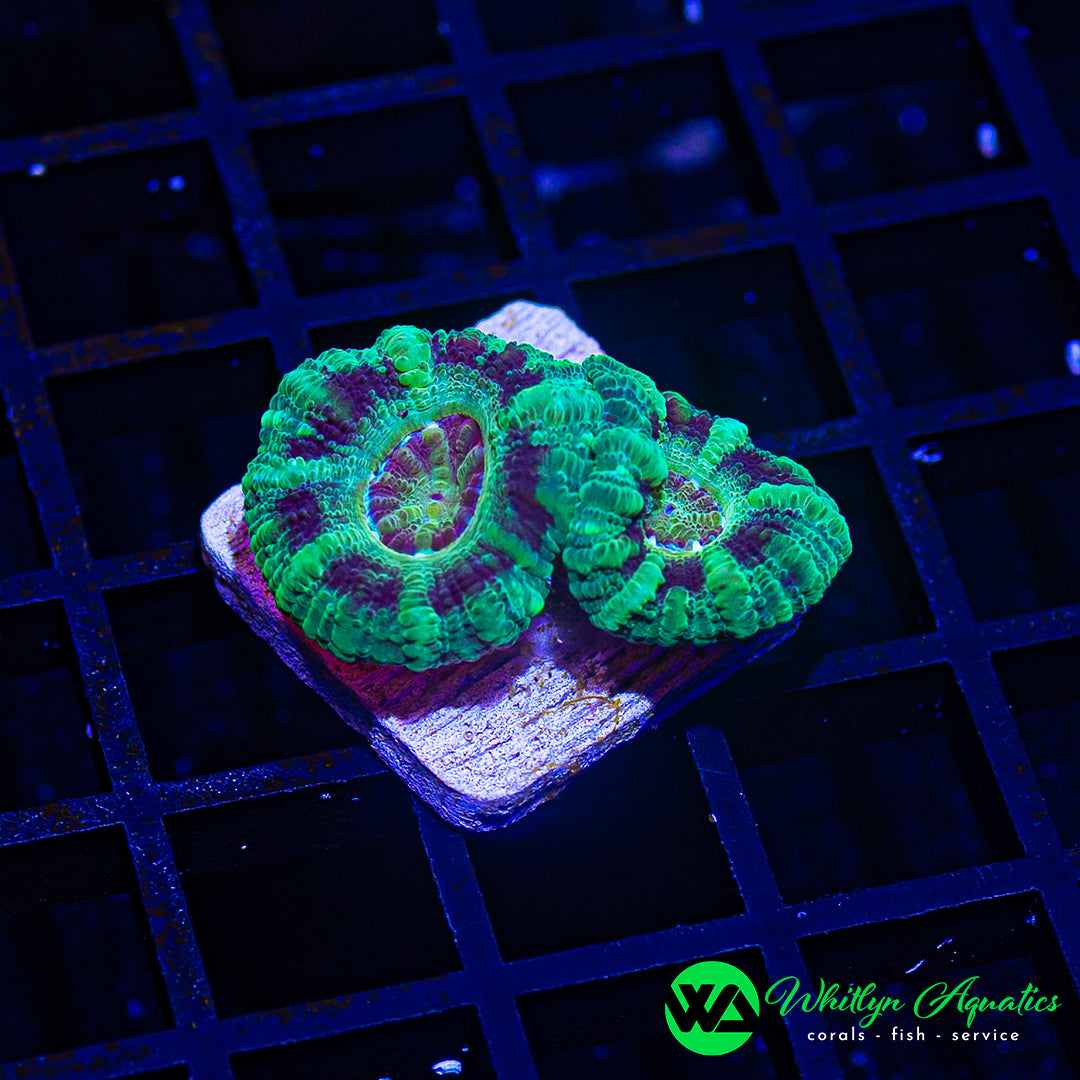 B24 - [NEW RELEASE!] WA Illusion Asian Acan  - WYSIWYG