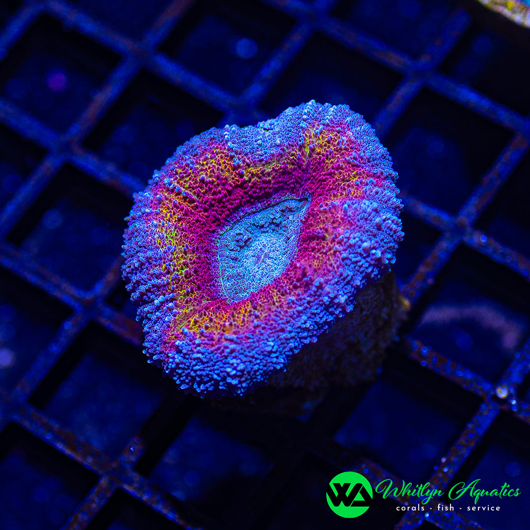 A24 - WA Frozen Heart Lobo - WYSIWYG