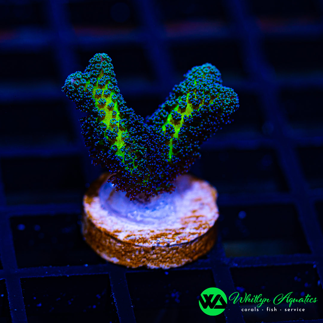 D24 - WA Birds of Paradise - WYSIWYG