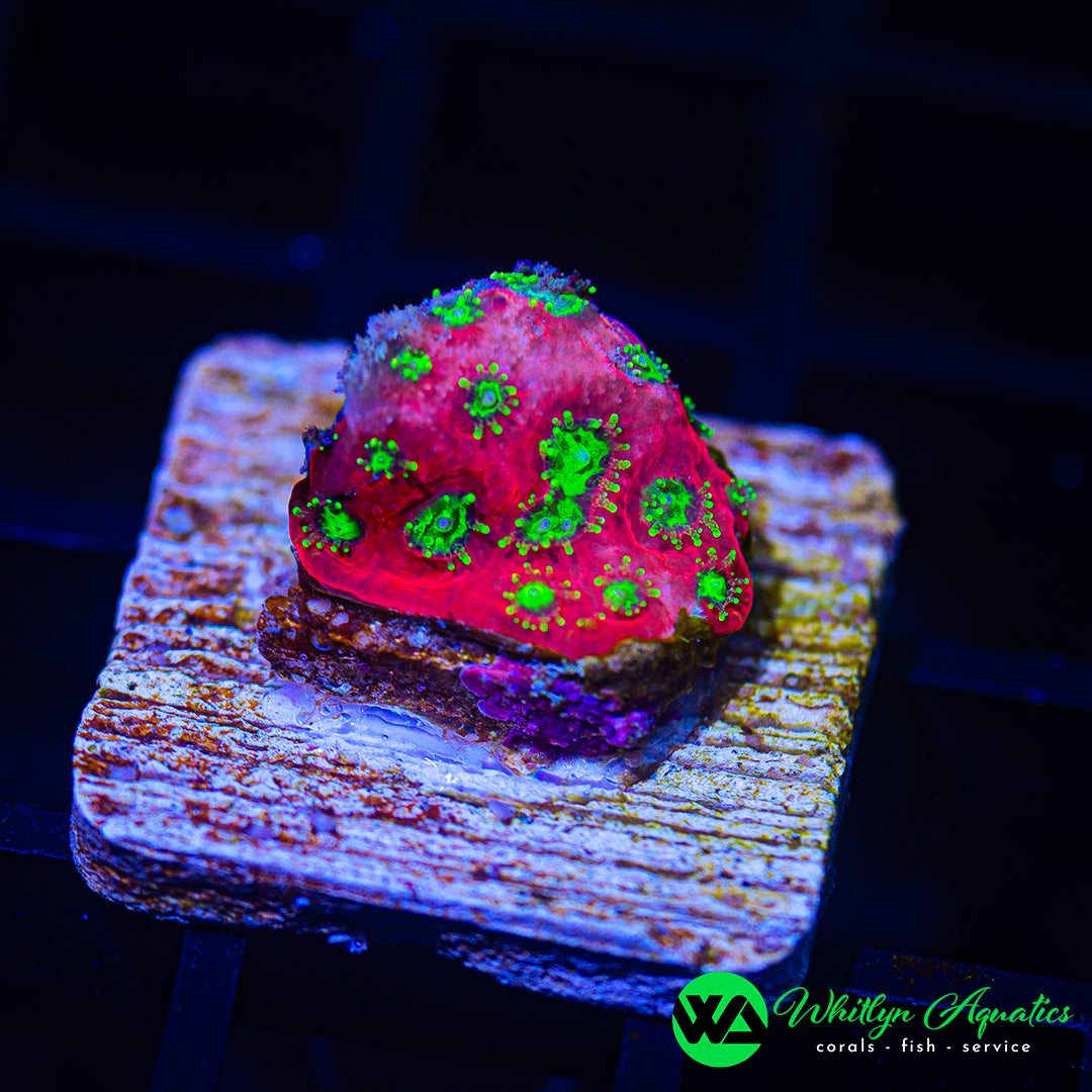 D25 - WA Dayglo Favia - WYSIWYG
