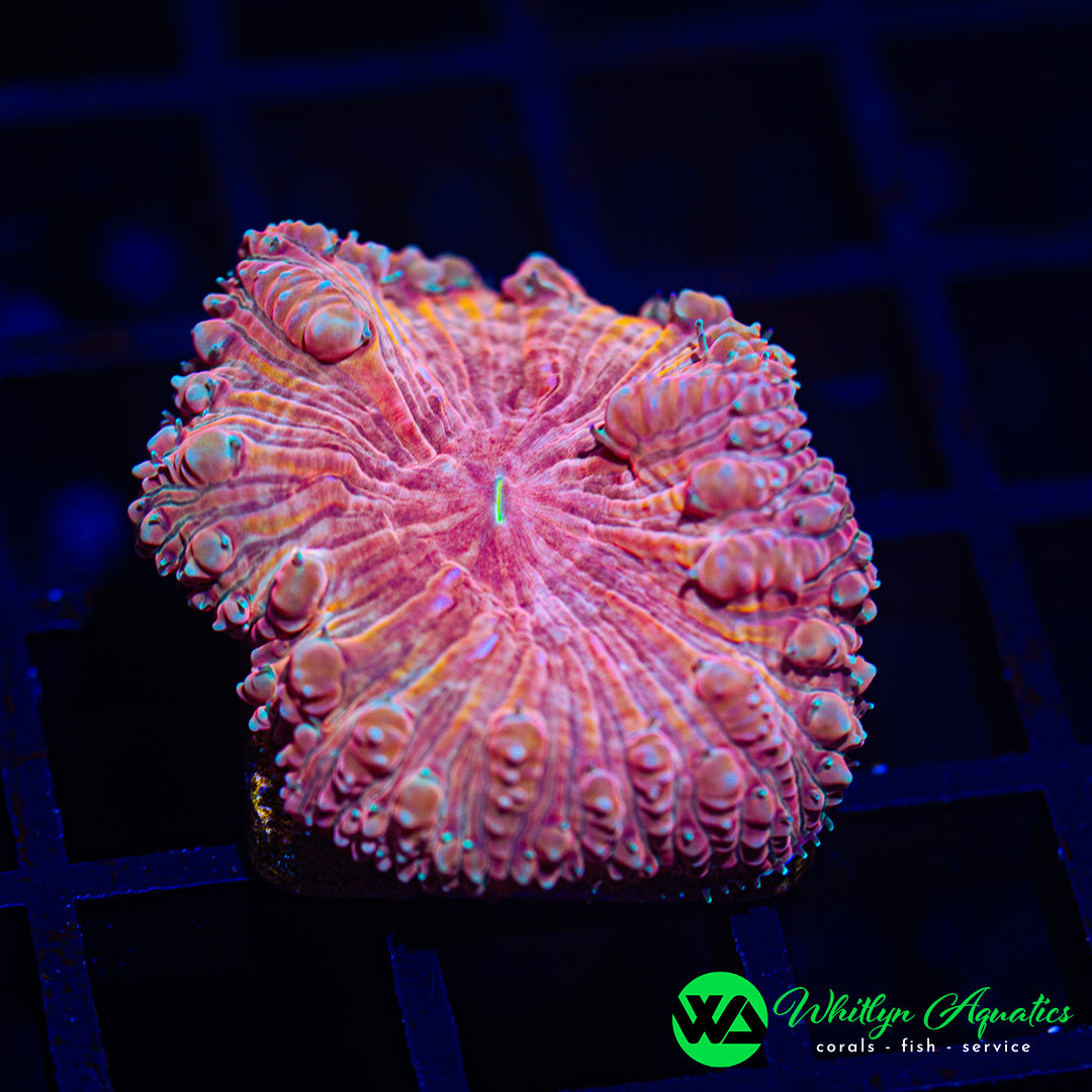 A25 - WA XL Dreamsicle Blasto - WYSIWYG
