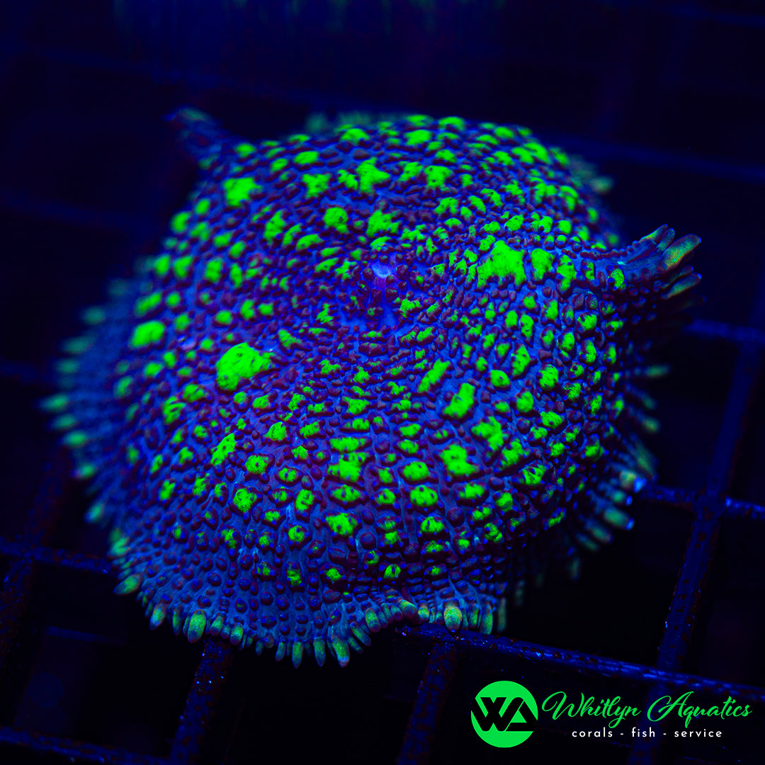 D26 - WA Toxic Twilight Rhodactis Mushroom - WYSIWYG
