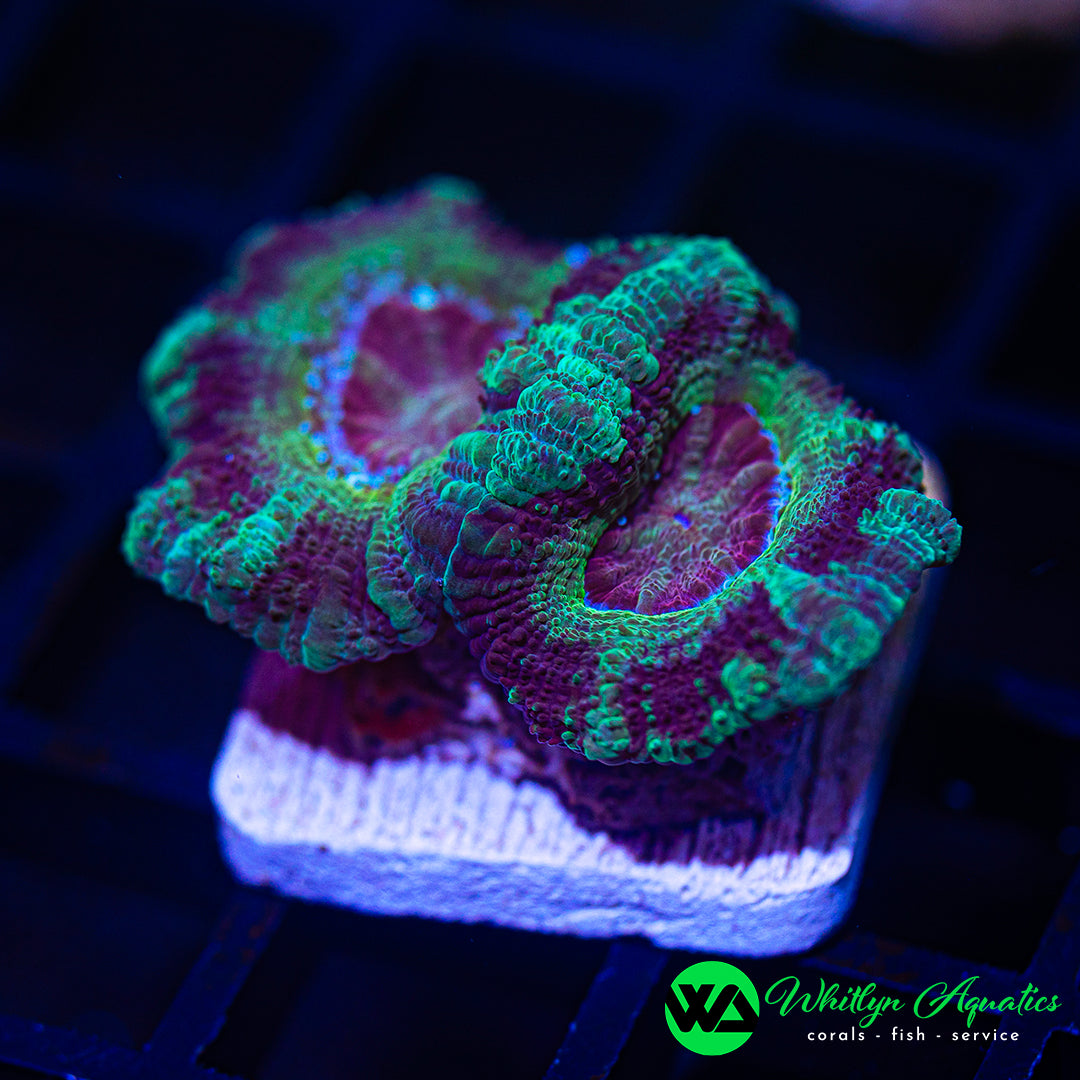 D26 - WA Illusion Asian Acan - WYSIWYG