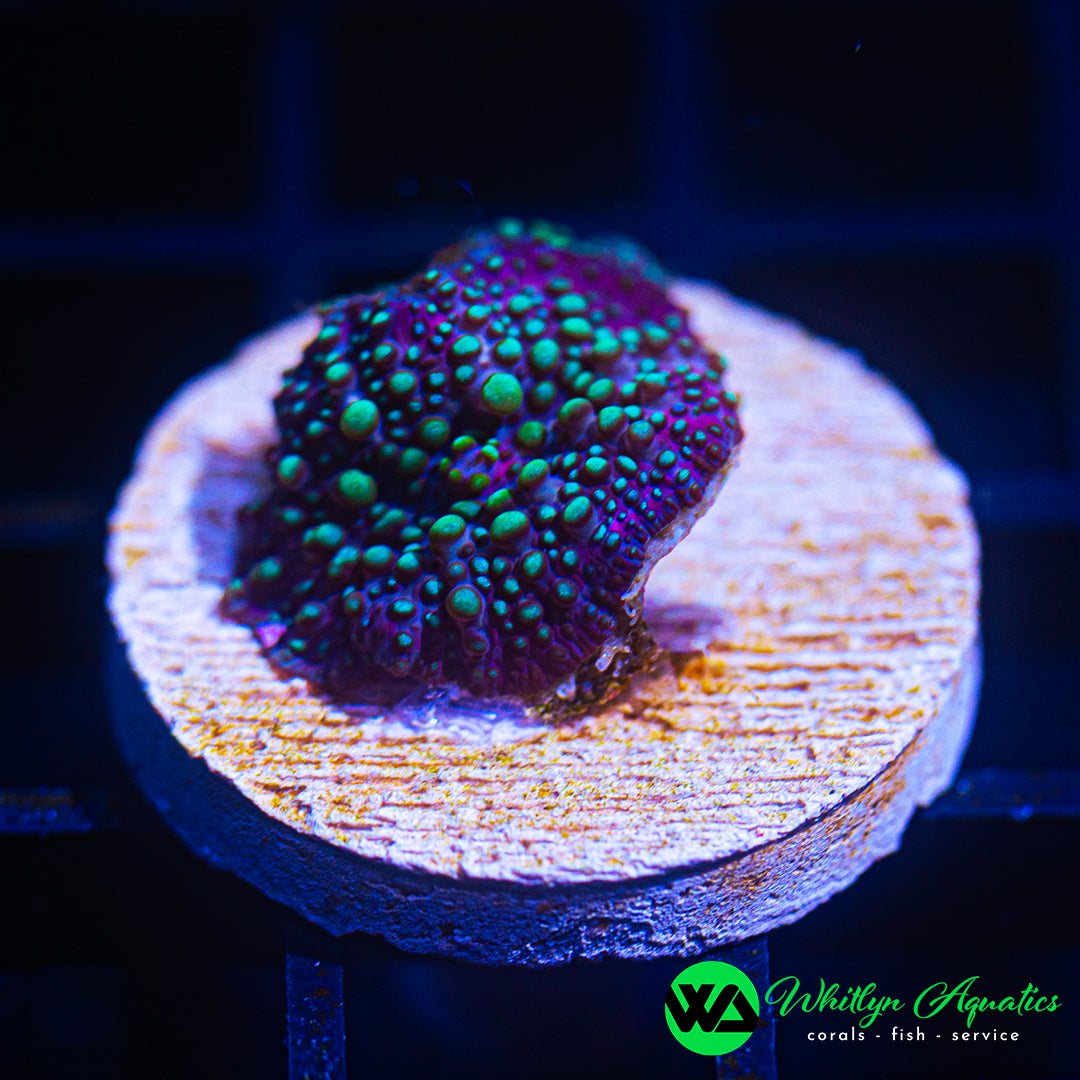 B26 - WA UFO Invasion Discosoma Mushroom - WYSIWYG