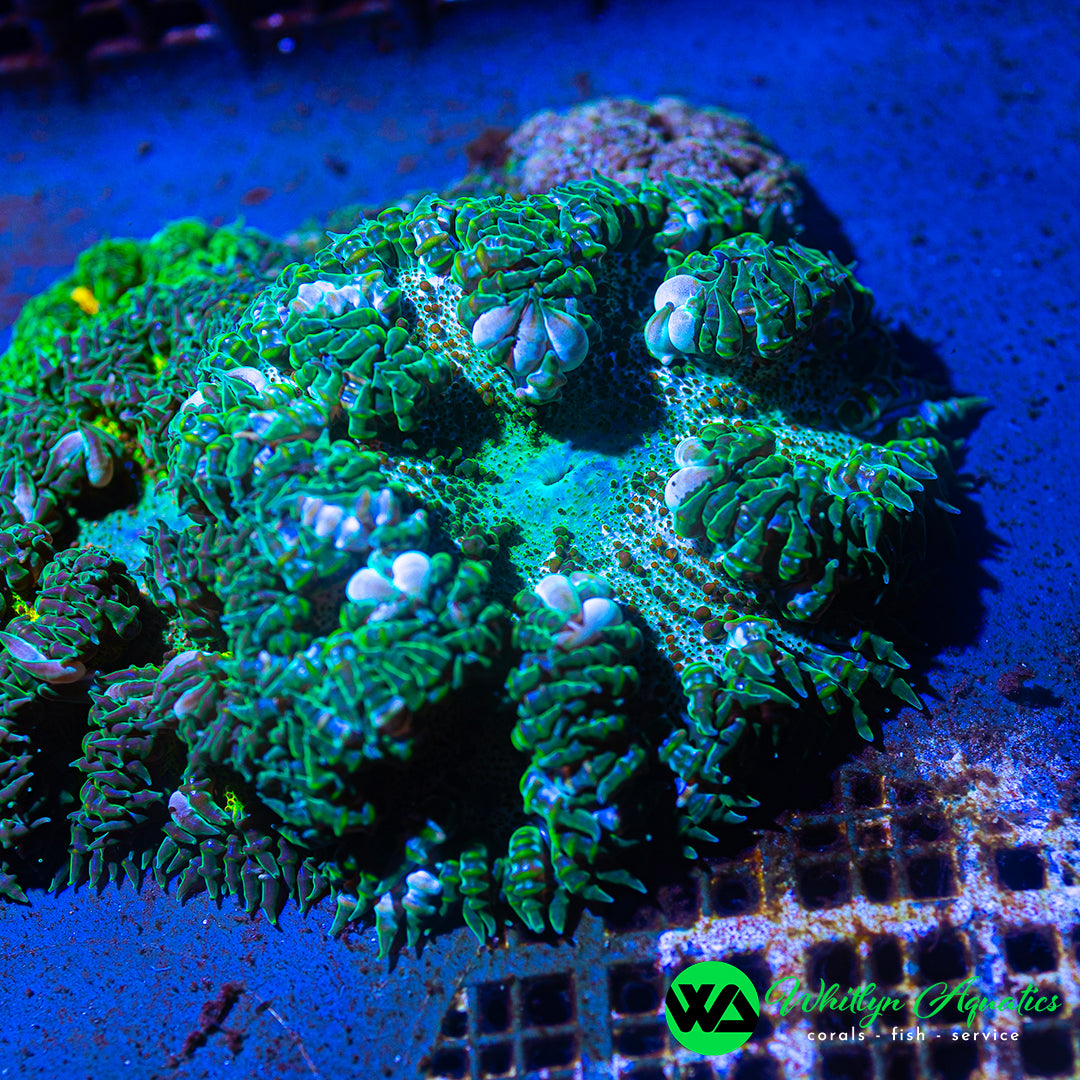 D26 - Rock Flower Anemone - WYSIWYG