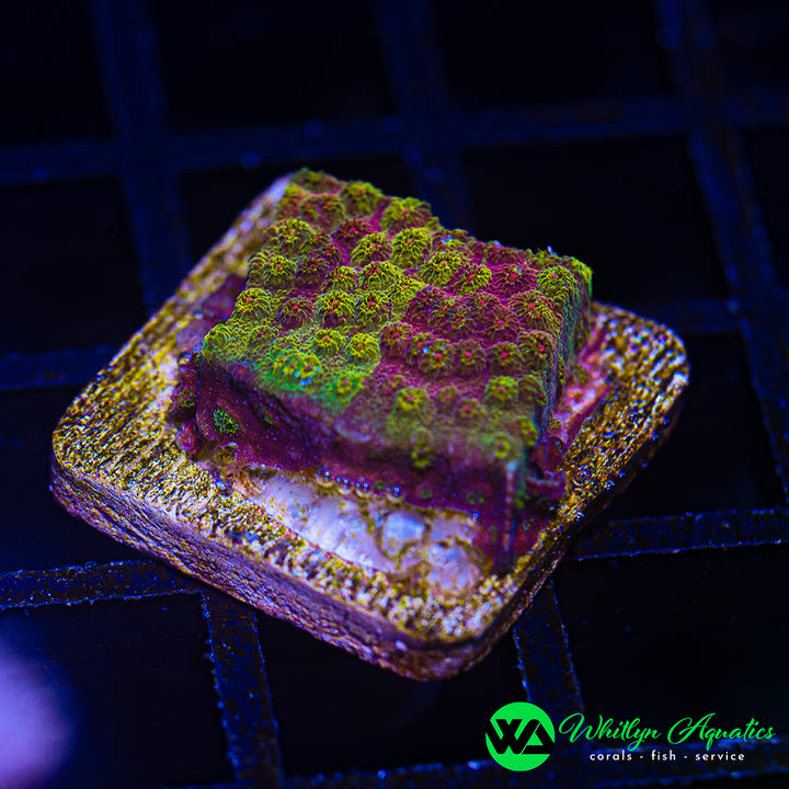 WA Ironman Grafted Cyphastrea
