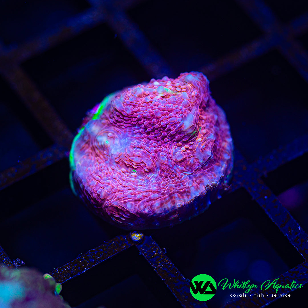 A27 - WA Melted Crayola Chalice - WYSIWYG