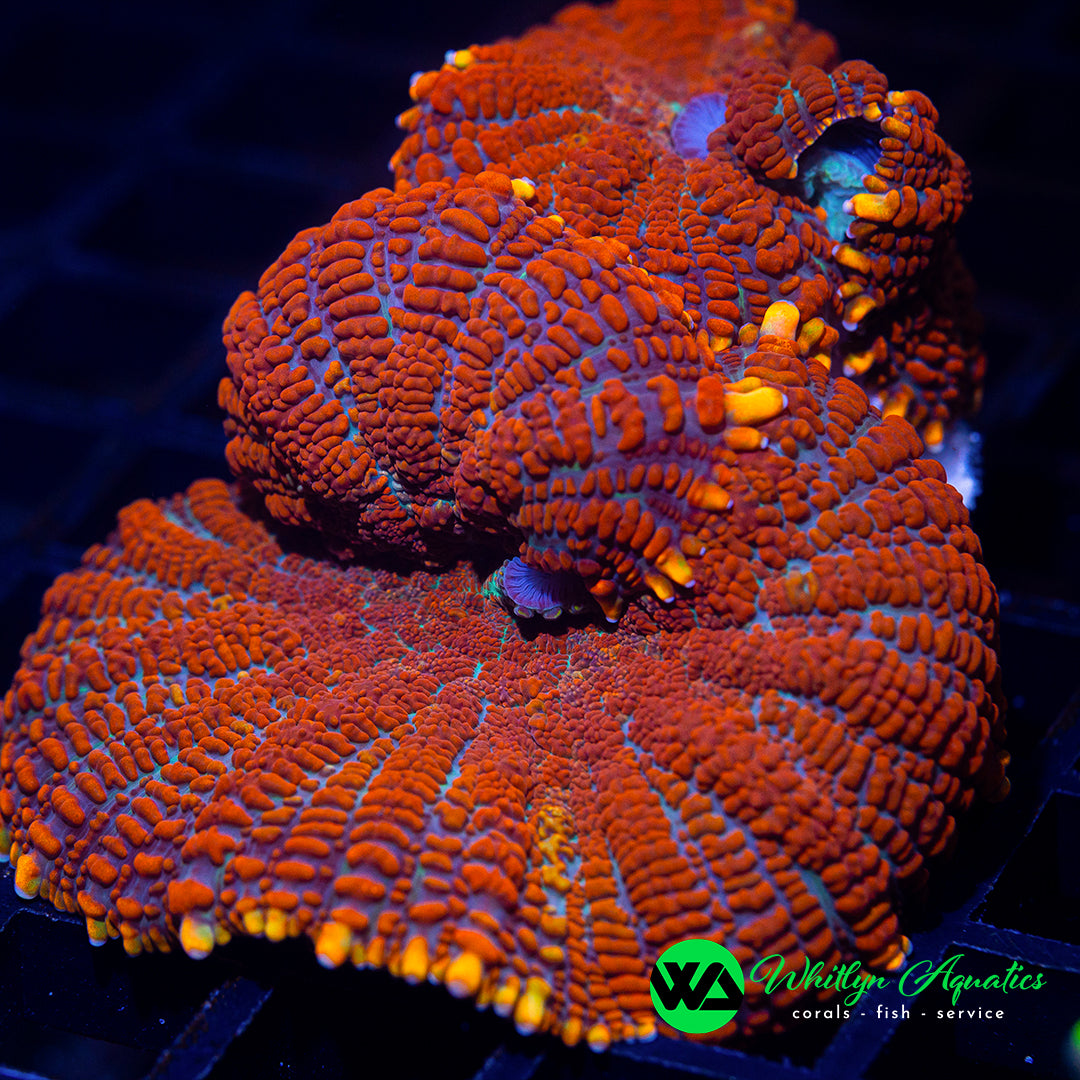 A27 - WA 2 XL Superman Rhodactis Mushrooms - WYSIWYG