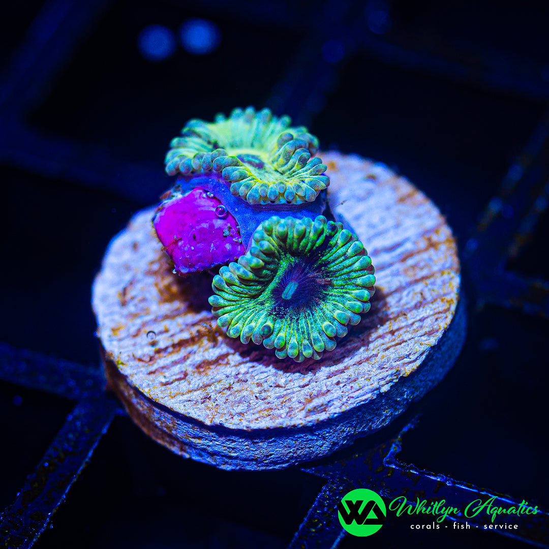 A28 - WA Green Inferno Zoanthid  - WYSIWYG