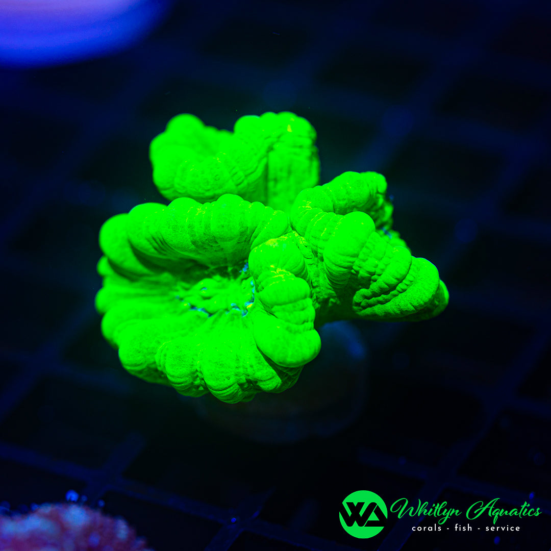 D39 - WA Neon Green Candy Cane Trumpet (3 Heads!) - WYSIWYG