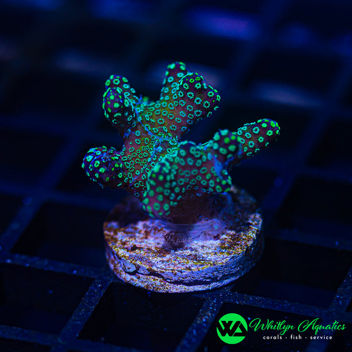 Rainbow Stylophora