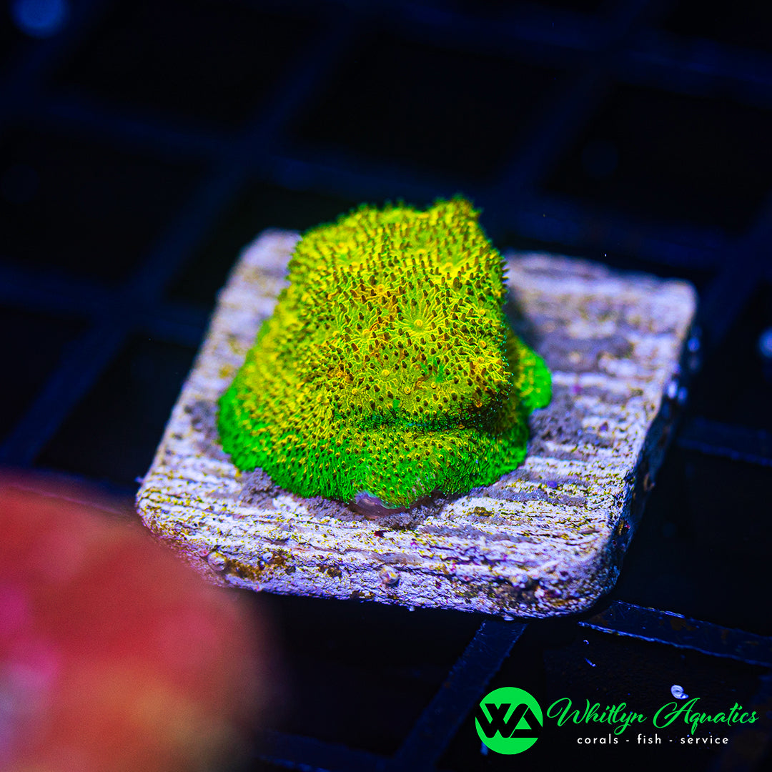 B28 - WA Watermelon Psammocora - WYSIWYG