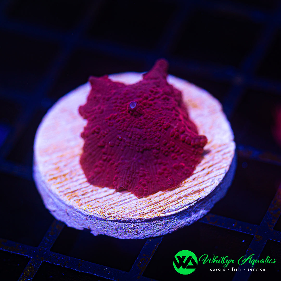 B29 - WA Schrute Farms Discosoma Mushroom - WYSIWYG