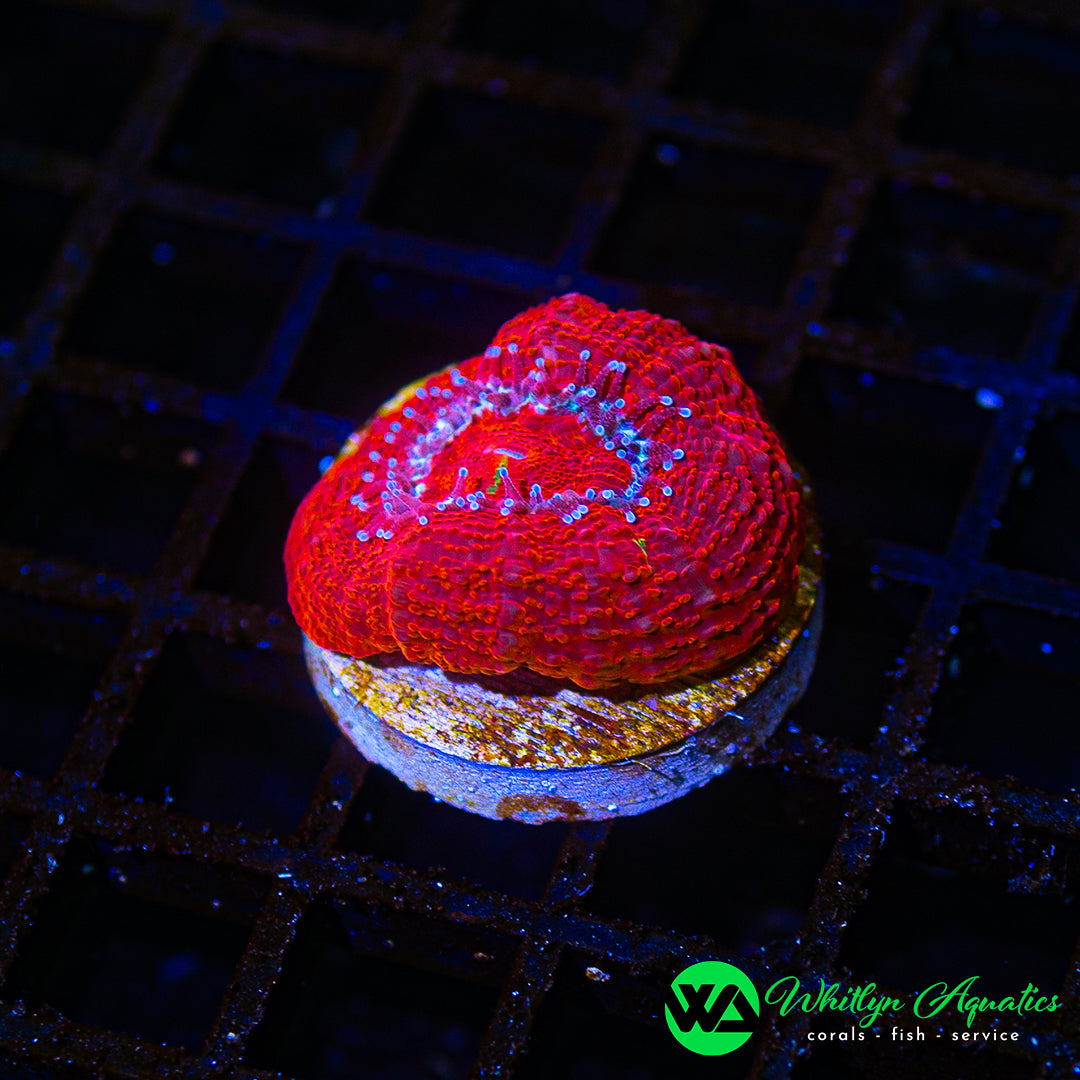 D29 - WA Bleeding Apple Bowerbanki - WYSIWYG