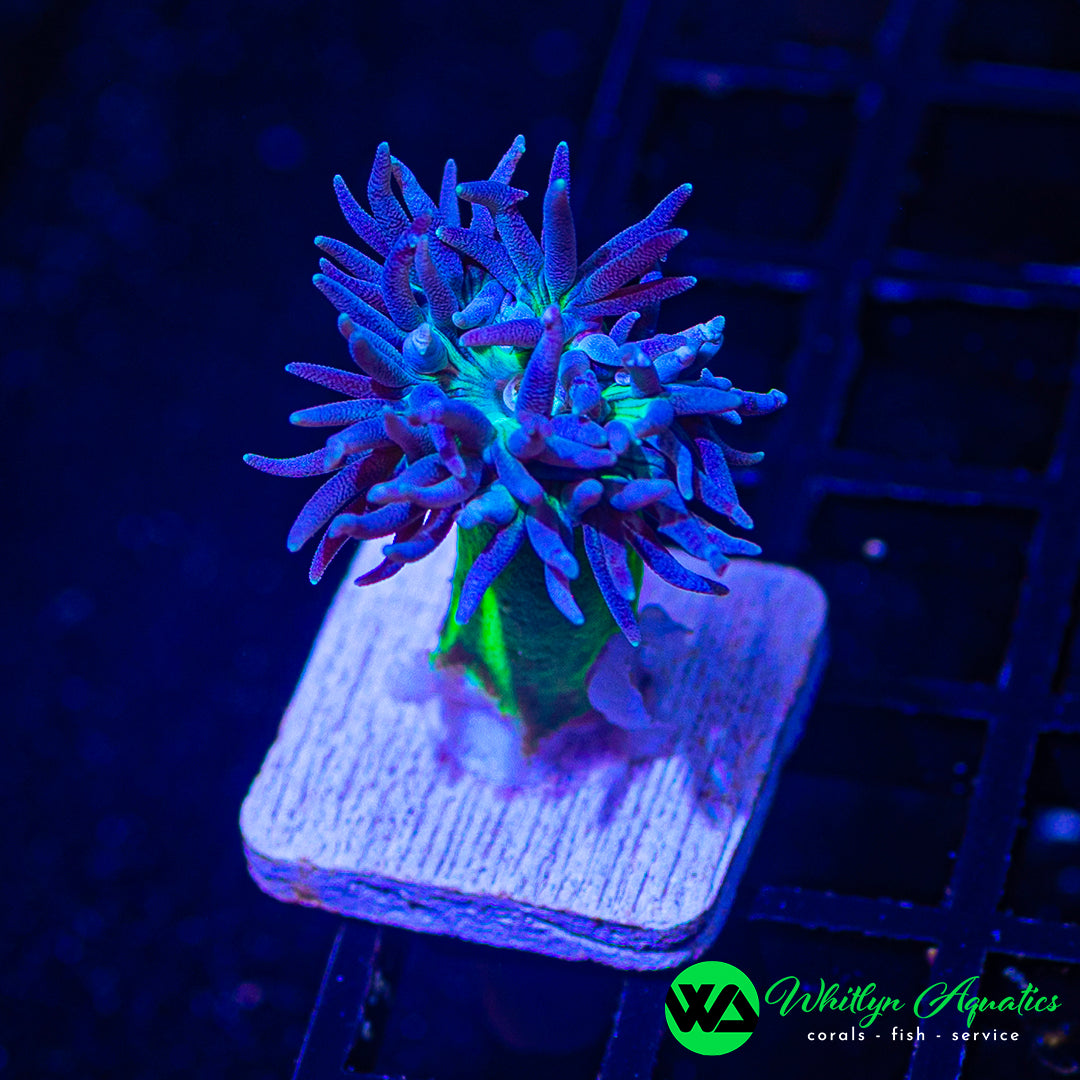 B28 - [NEW RELEASE!] WA Electric Rain Duncan - WYSIWYG