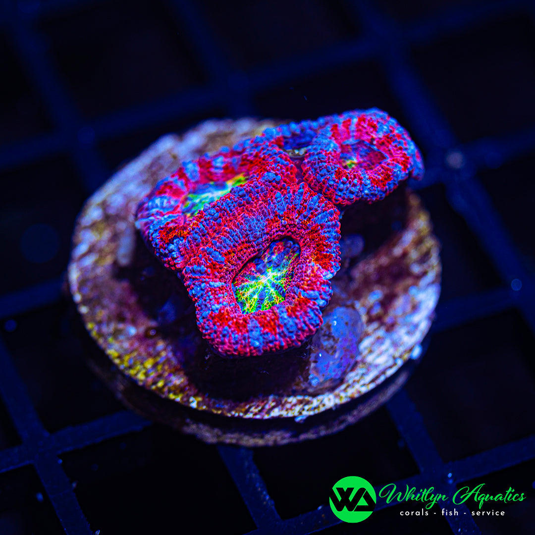 D29 - WA Rose Bloom Asian Acan - WYSIWYG