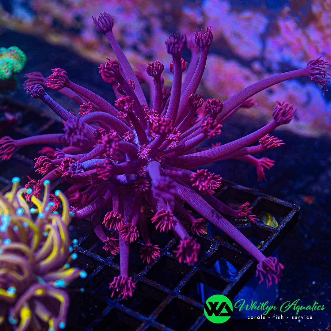 B02 - WA XL Powder Pink Goni - WYSIWYG