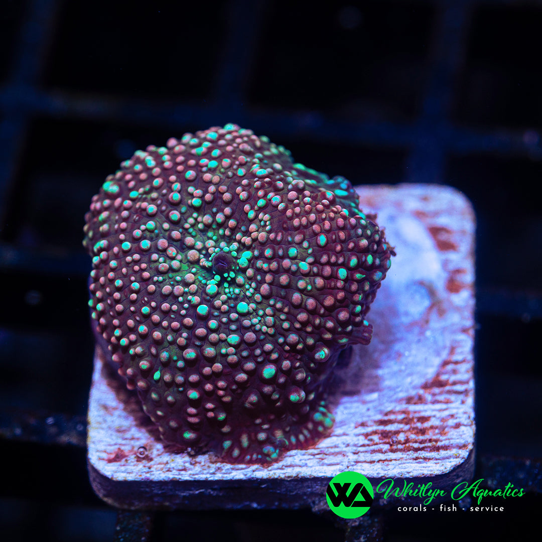 A02 - [NEW RELEASE!] WA Pixie Dust Discosoma - WYSIWYG