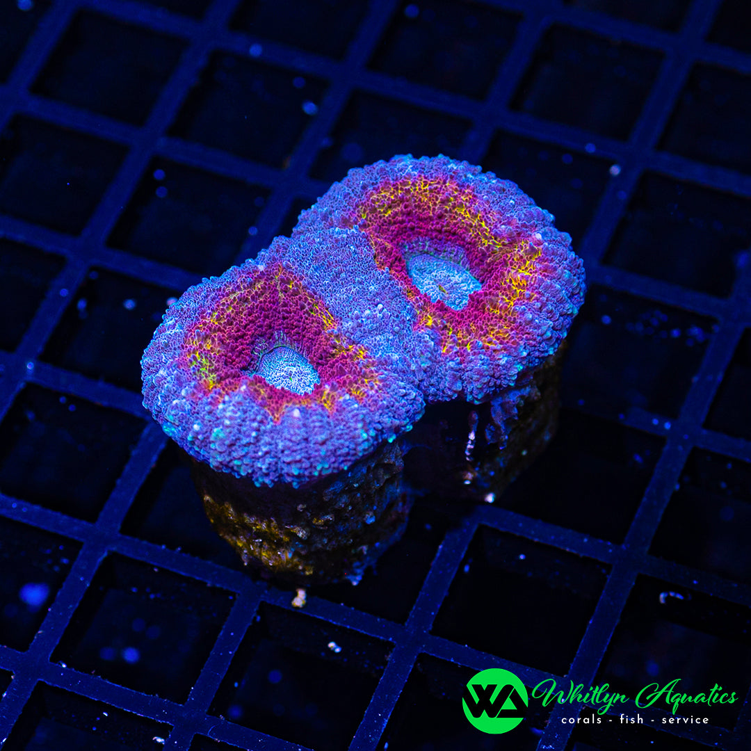 B30 - WA Frost Flame Lobo - WYSIWYG