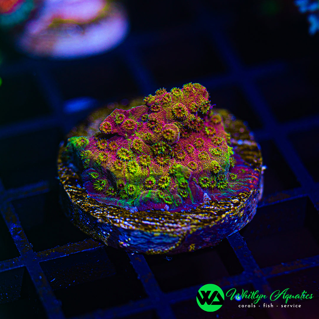 D30 - WA Ironman Grafted Cyphastrea - WYSIWYG