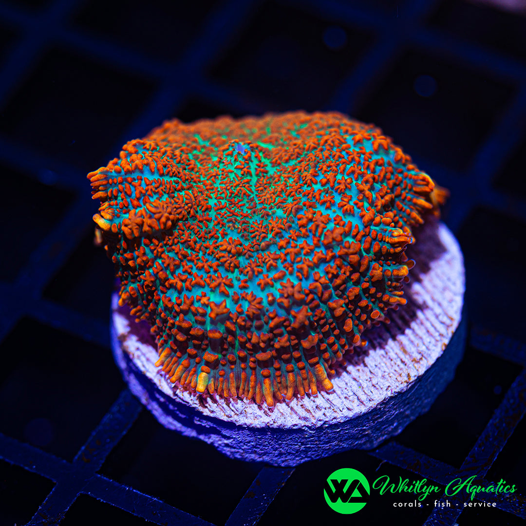B30 - [NEW RELEASE!] WA Hawaiian Sunrise Rhodactis Mushroom - WYSIWYG
