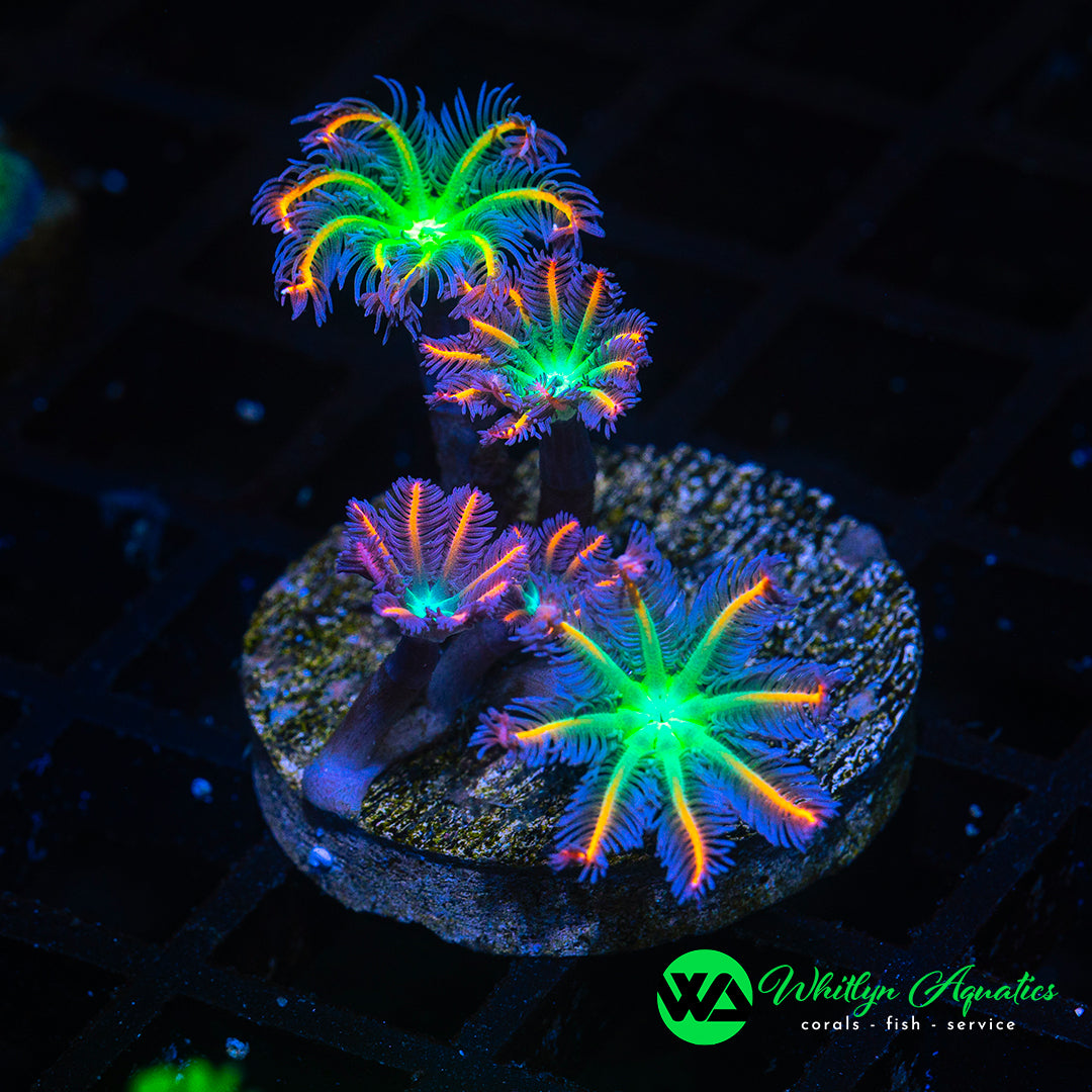 D30 - Neon Electric Clove Polyps  - WYSIWYG