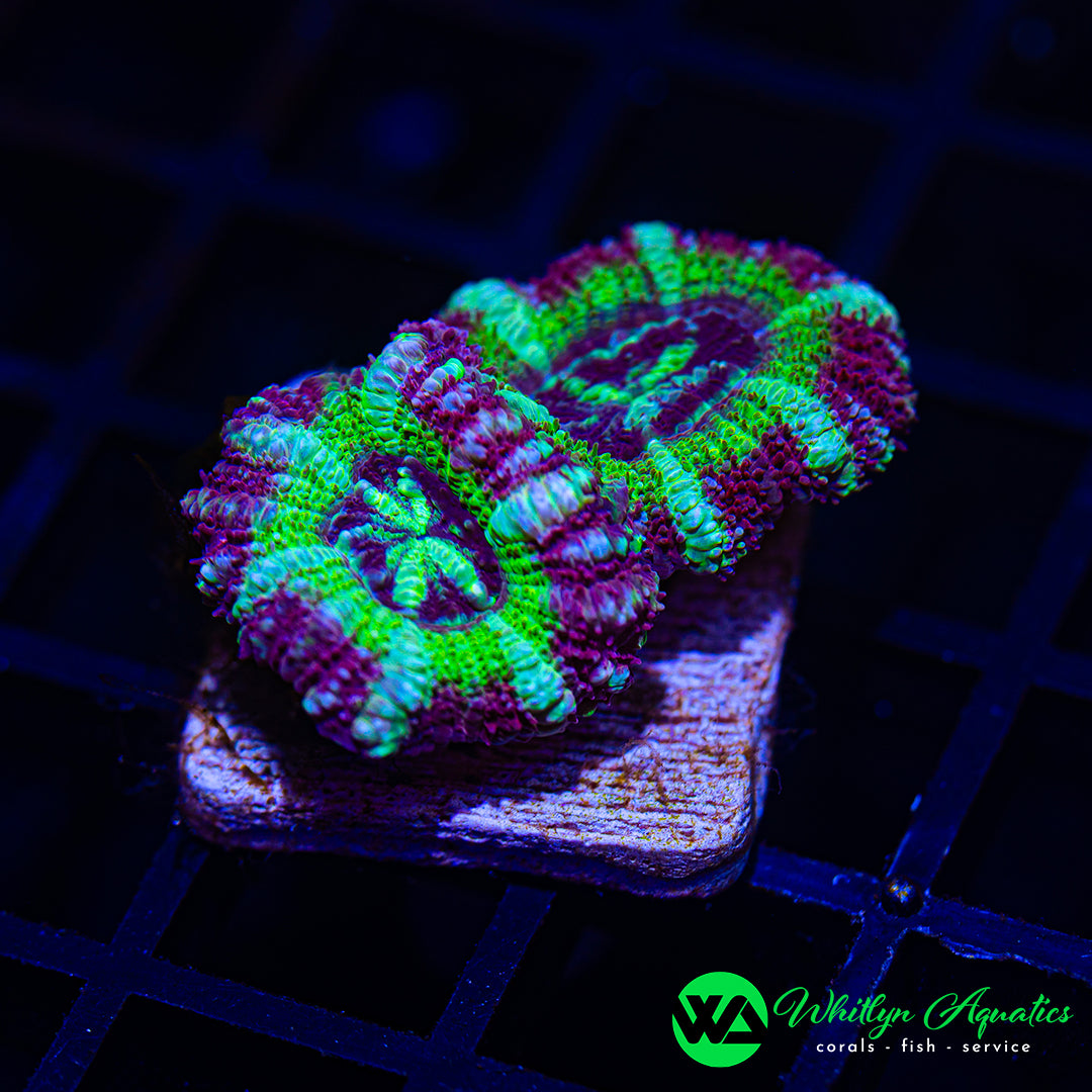 A30 - WA Forbidden Fruit Asian Acan - WYSIWYG