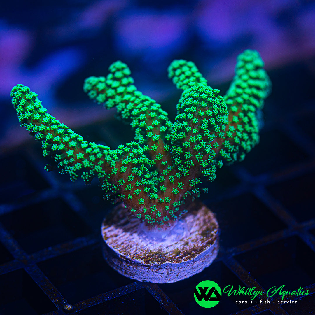 B30 - WA XL Neon Green Birdsnest - WYSIWYG