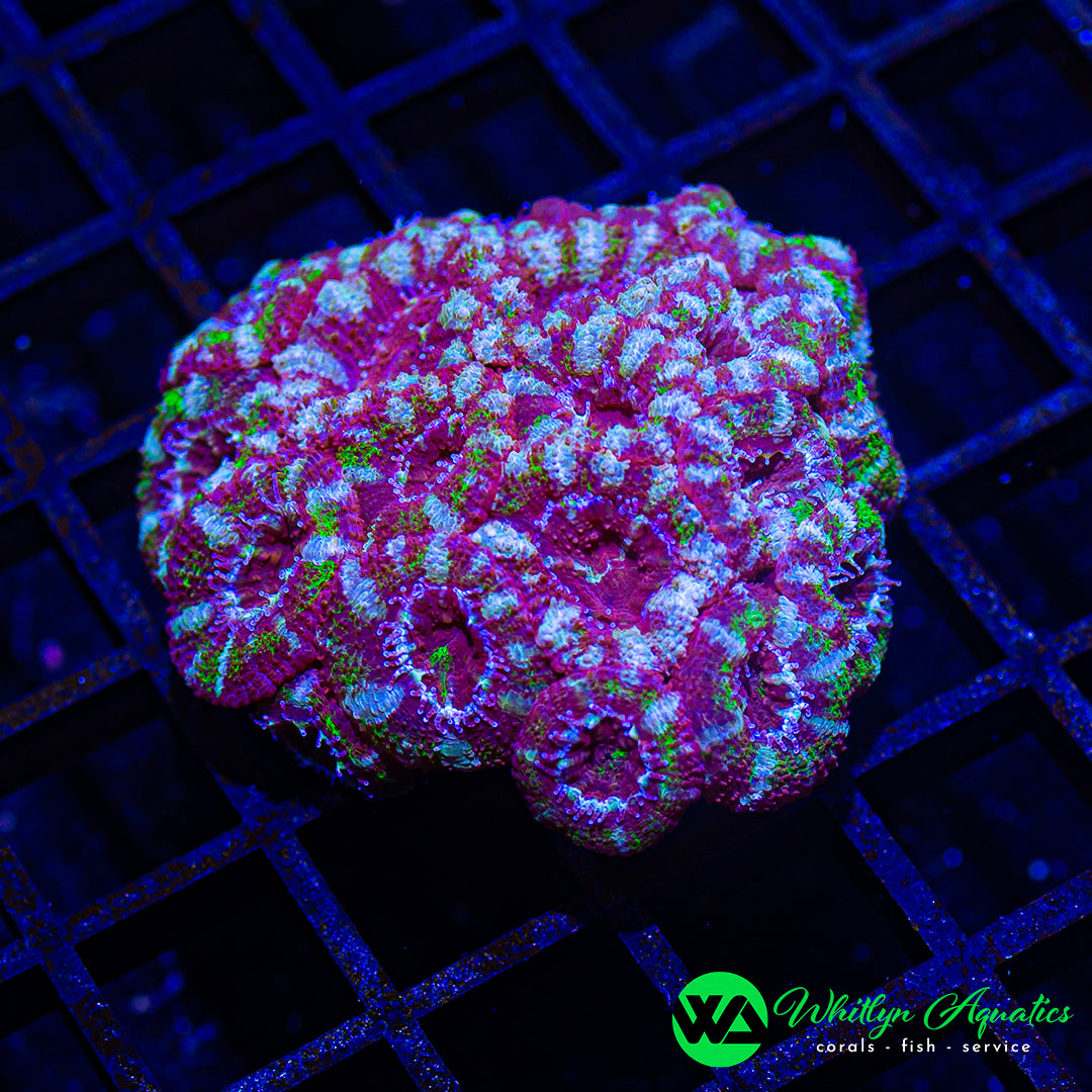B31 - WA Jester Acan Mini Colony - WYSIWYG
