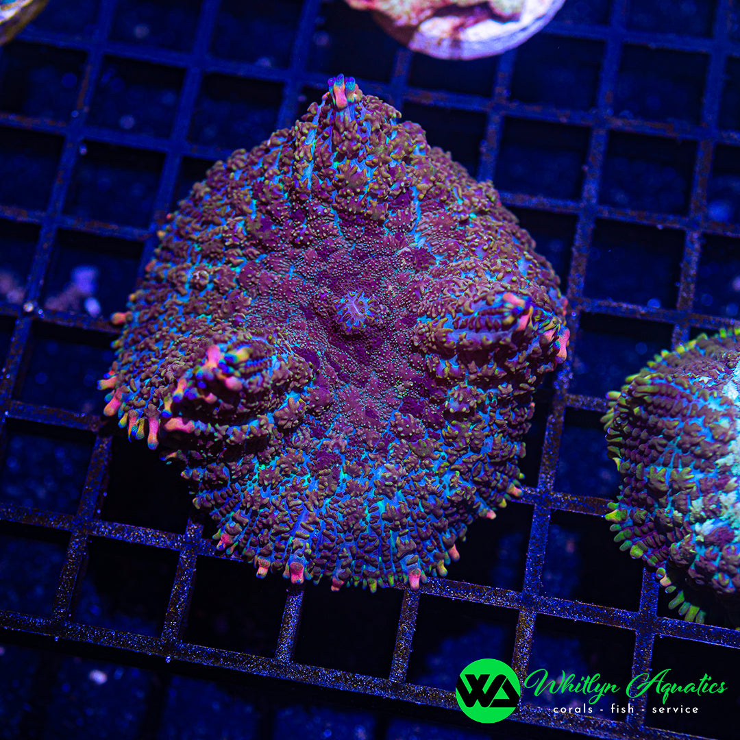 A31 - WA Mardi Gras Rhodactis Mushroom  - WYSIWYG