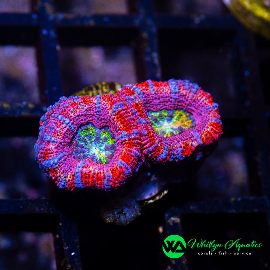 A31 - WA Rose Bloom Acan - WYSIWYG