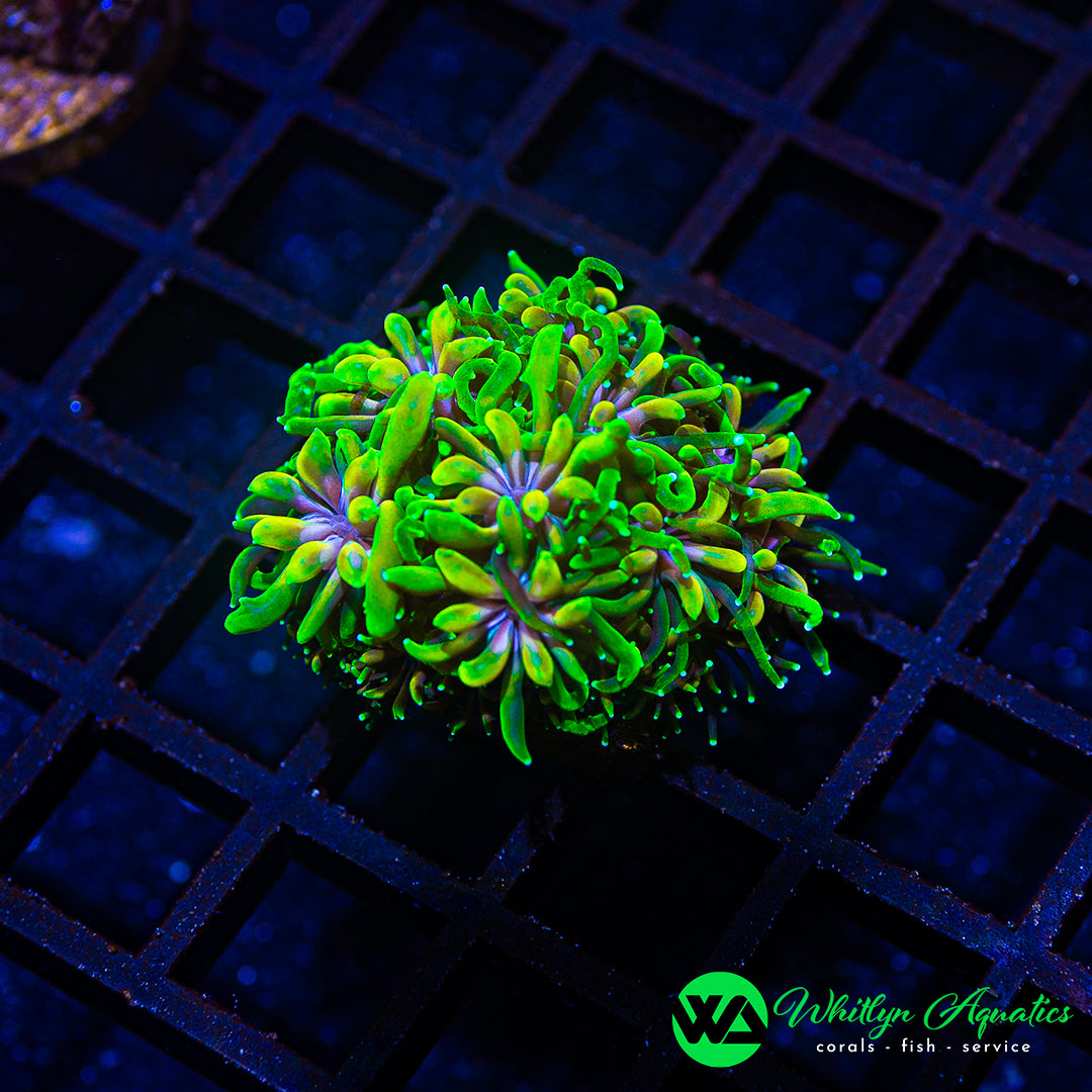B31 - WA Holy Grail Galaxea - WYSIWYG