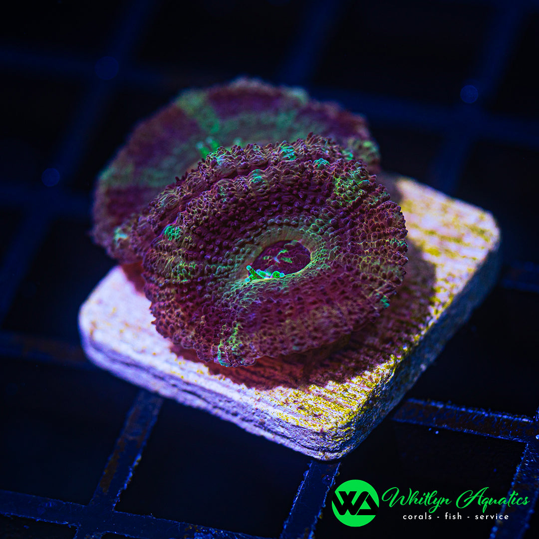 B31 - WA Twisted Prism Asian Acan - WYSIWYG