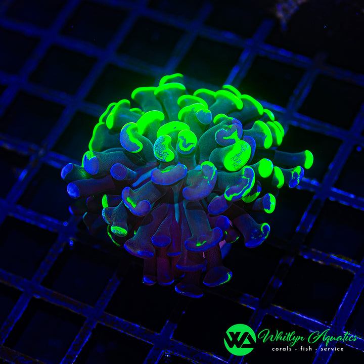 Splatter Branching Hammer