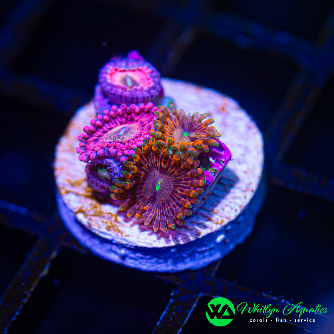 A32 - WA Fairy Fart/Playboy Bunny Zoa Combo - WYSIWYG