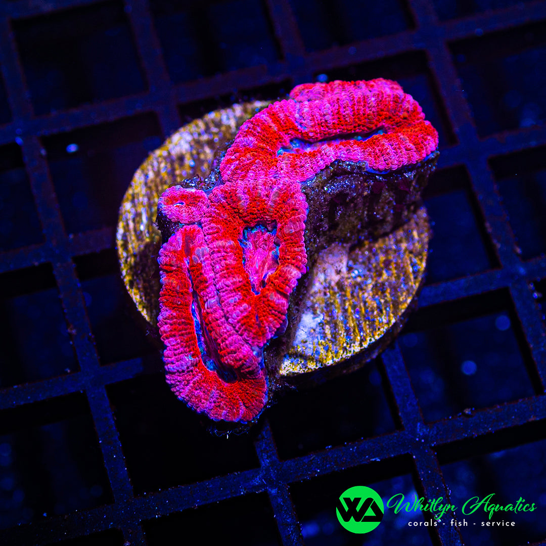 B32 - WA Pink Panther Acan - WYSIWYG