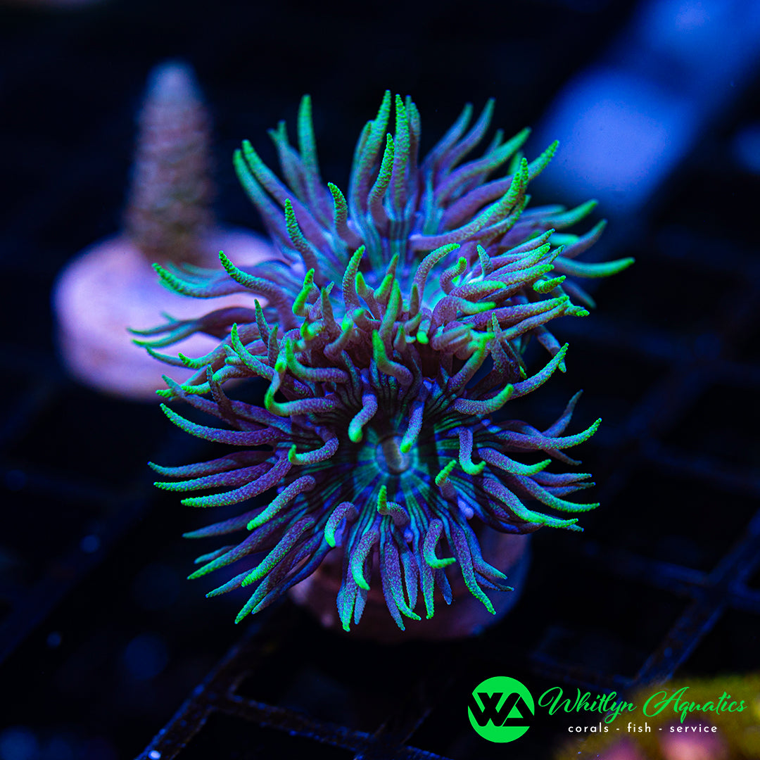 WA Blue Glitter Duncan