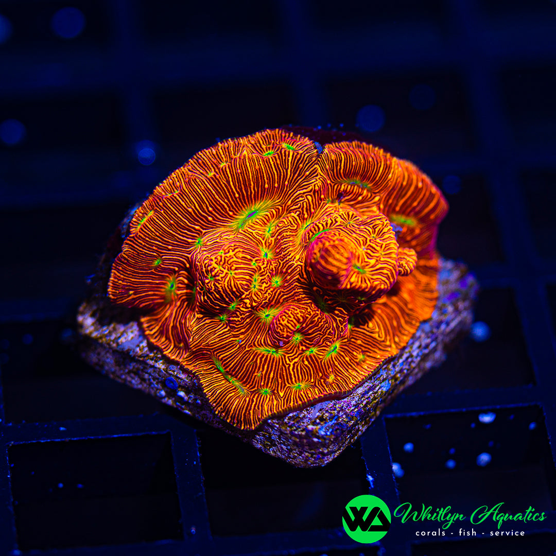 Jack-O-Lantern Leptoseris