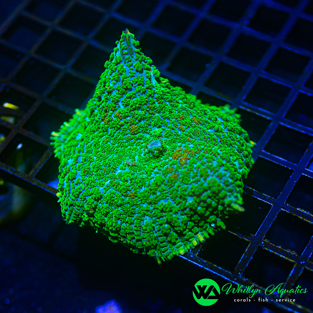D32 - WA XXL Monster Mash Rhodactis Mushroom - WYSIWYG