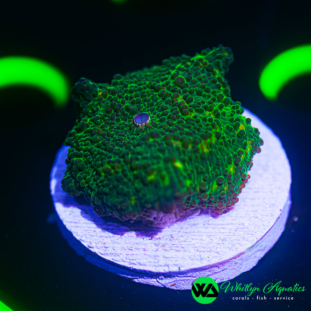 B32 - WA Praying Mantis Rhodactis Mushroom - WYSIWYG