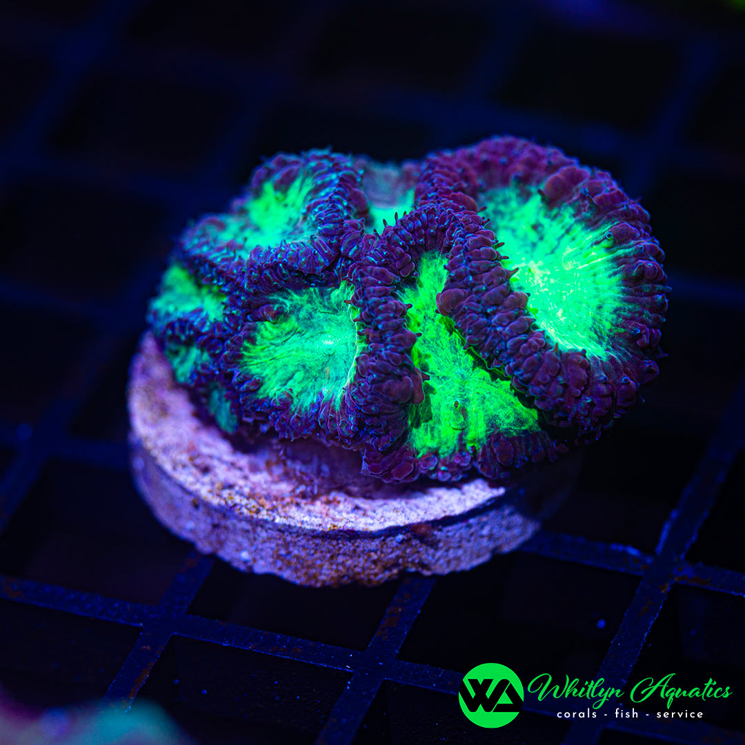 D33 - WA Frankenstein Blasto - WYSIWYG
