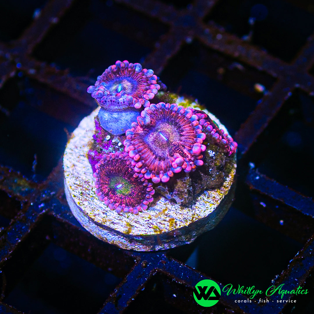 D33 - WA Playboy Bunny Zoanthid - WYSIWYG