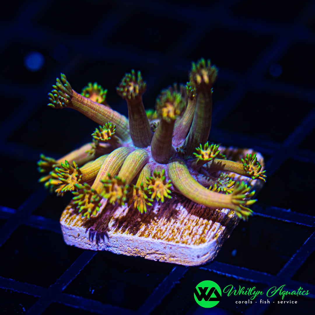 B33 - WA Rainbow Pulse Goni  - WYSIWYG
