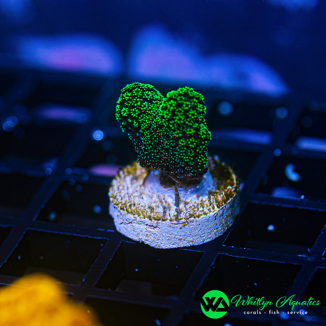 A33 - WA Green Apple Stylo - WYSIWYG