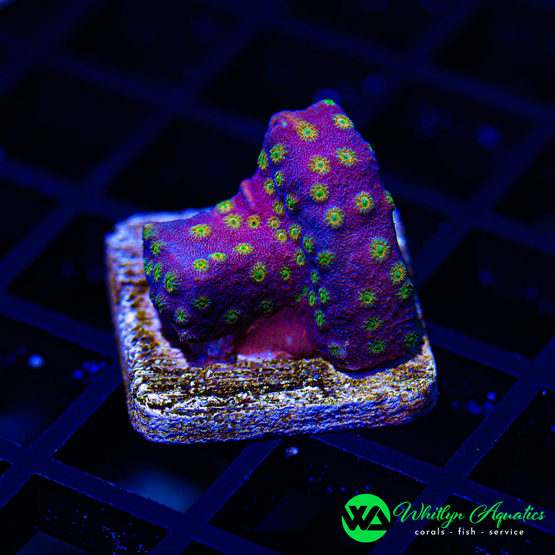 WA Sunrise Cyphastrea